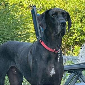 Meet your Posher, Julie